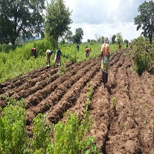 Fiche de production agropastorale